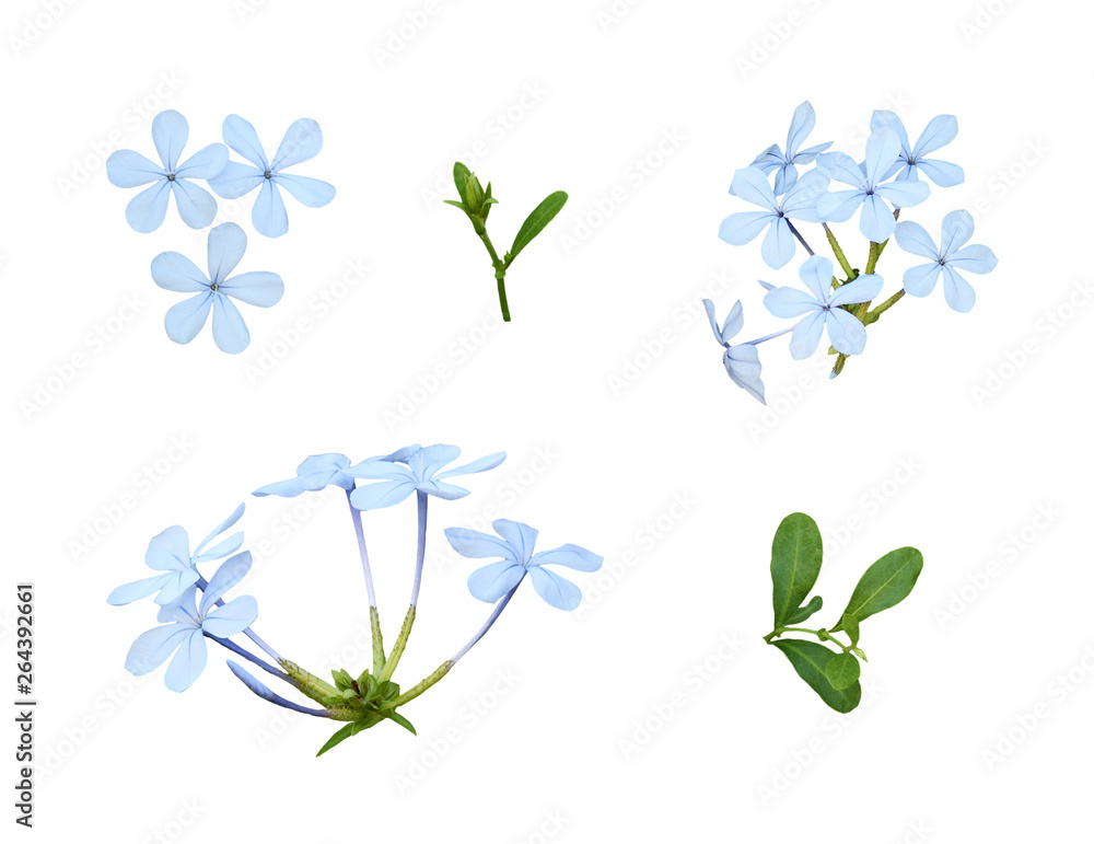 Set of plumbago flowers and leaves isolated on white Set of plumbago flowers and leaves isolated on white