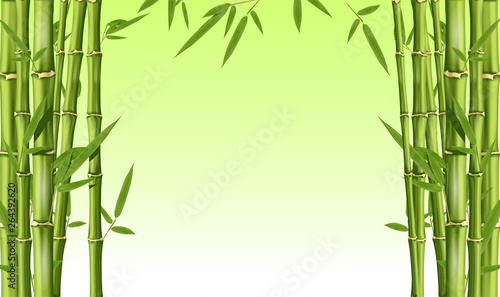 Bamboo frame with blank space - green bamboo stems with leaves  background