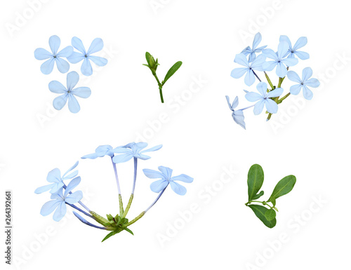 Set of plumbago flowers and...