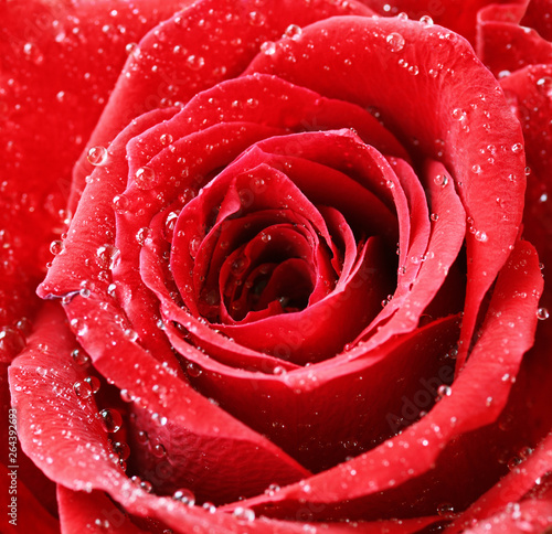 Closeup of red rose flower