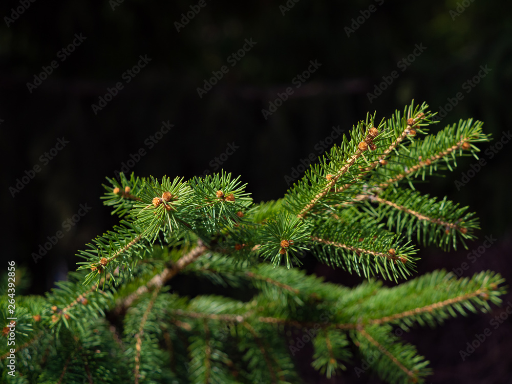Green branches ate in the street.