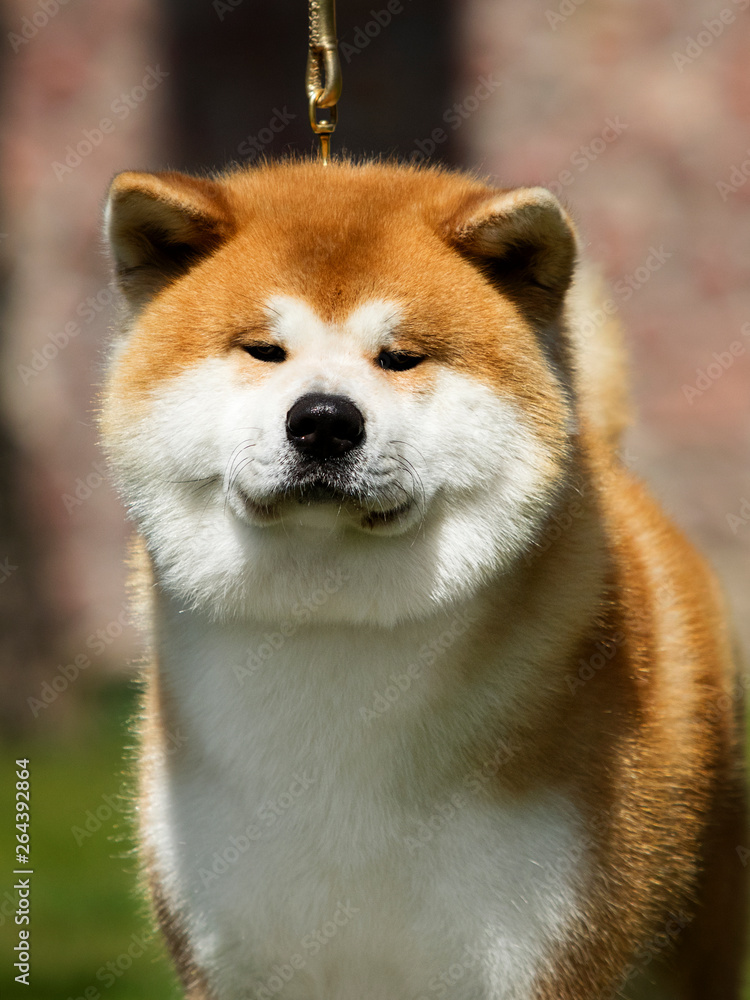 Japanese Akita dog portrait