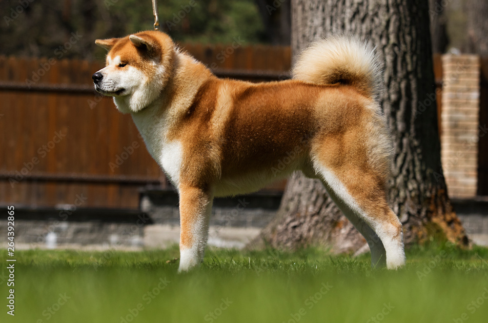 Japanese Akita dog standing