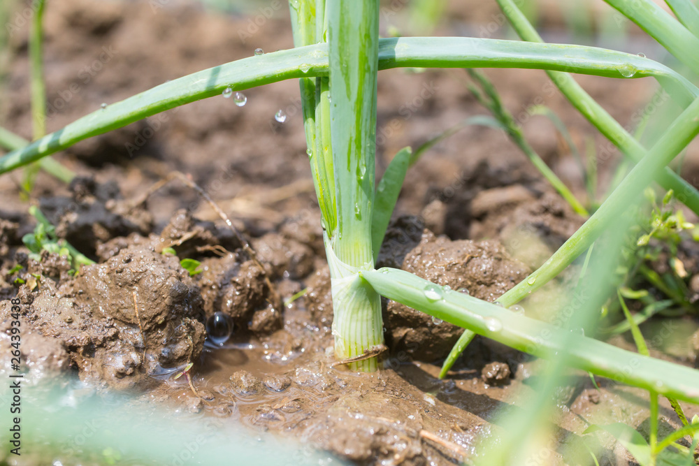 Drip Irrigation System Drip Irrigation System