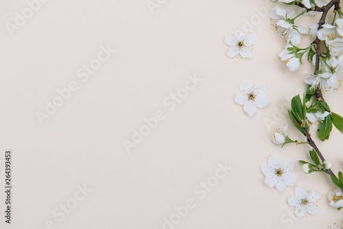 Fototapeta Naklejka Na Ścianę i Meble -  photo of spring white cherry blossom tree on pastel background. View from above, flat lay, copy space. Spring and summer background.