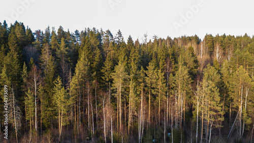 Wilderness forest trees in sunny spring day landscape view
