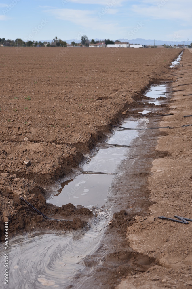 Fototapeta premium Arizona irrigated field
