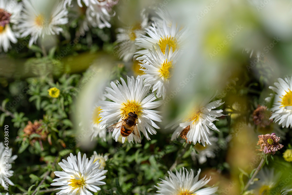 Top view of bee sitting on flower outdoors. Horizontal color photography. Top view of bee sitting on flower outdoors. Horizontal color photography.