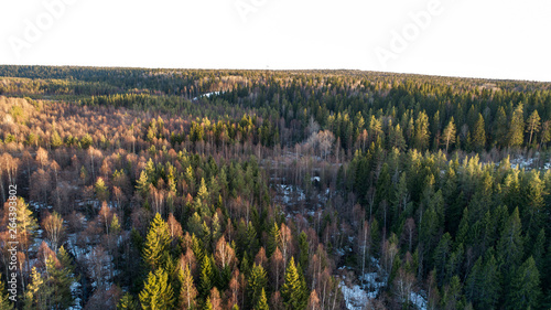 Wilderness forest trees in sunny spring day landscape view