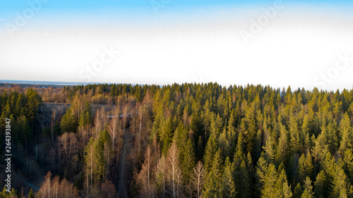 Wilderness forest trees in sunny spring day landscape view
