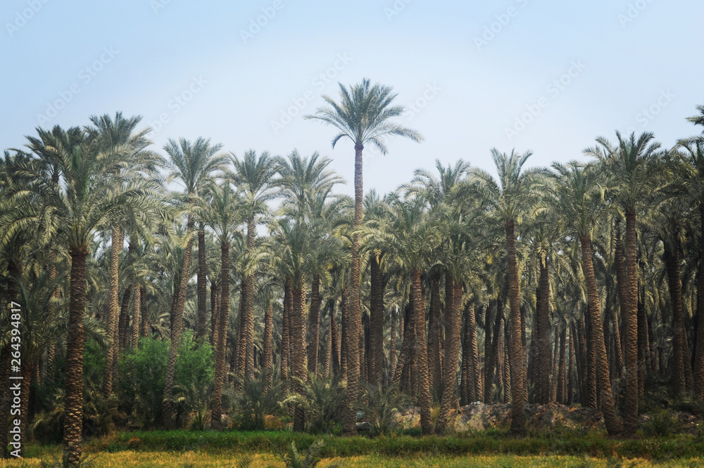 Bosque de palmeras de dátiles el Cairo