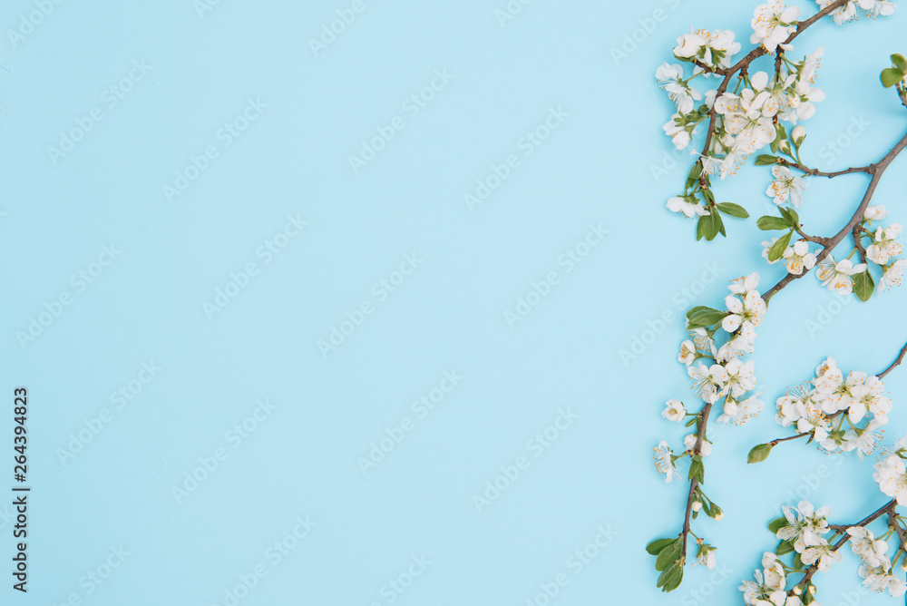 photo of spring white cherry blossom tree on blue background. View from above, flat lay, copy space. Spring and summer background. photo of spring white cherry blossom tree on blue background. View from above, flat lay, copy space. Spring and summer background.