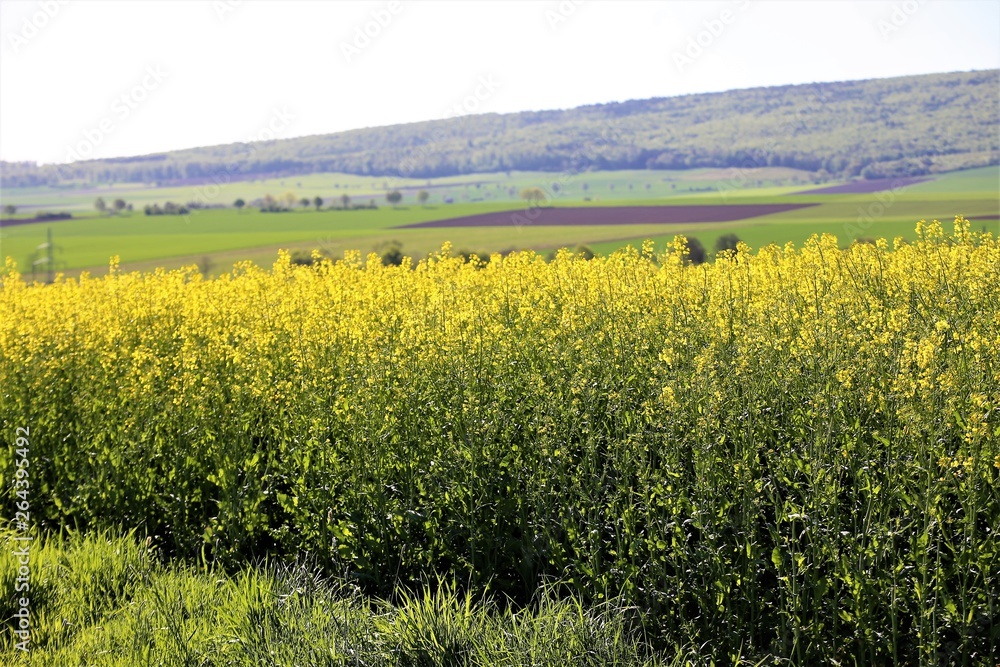 field of rape field of rape