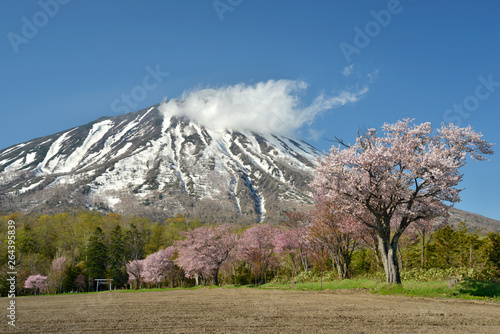 羊蹄山と桜
