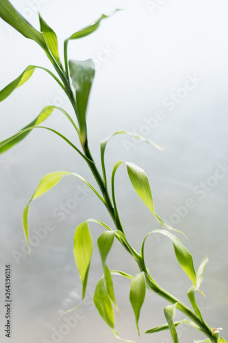 branch of bamboo in the sun plastic white background eco-friendly