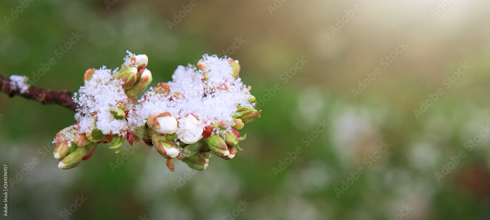 Fototapeta premium Flowering cherry covered with white snow. Spring background.