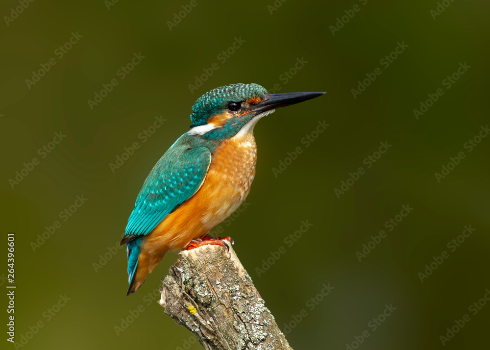 Fototapeta premium freisitzender Eisvogel am Baumstamm