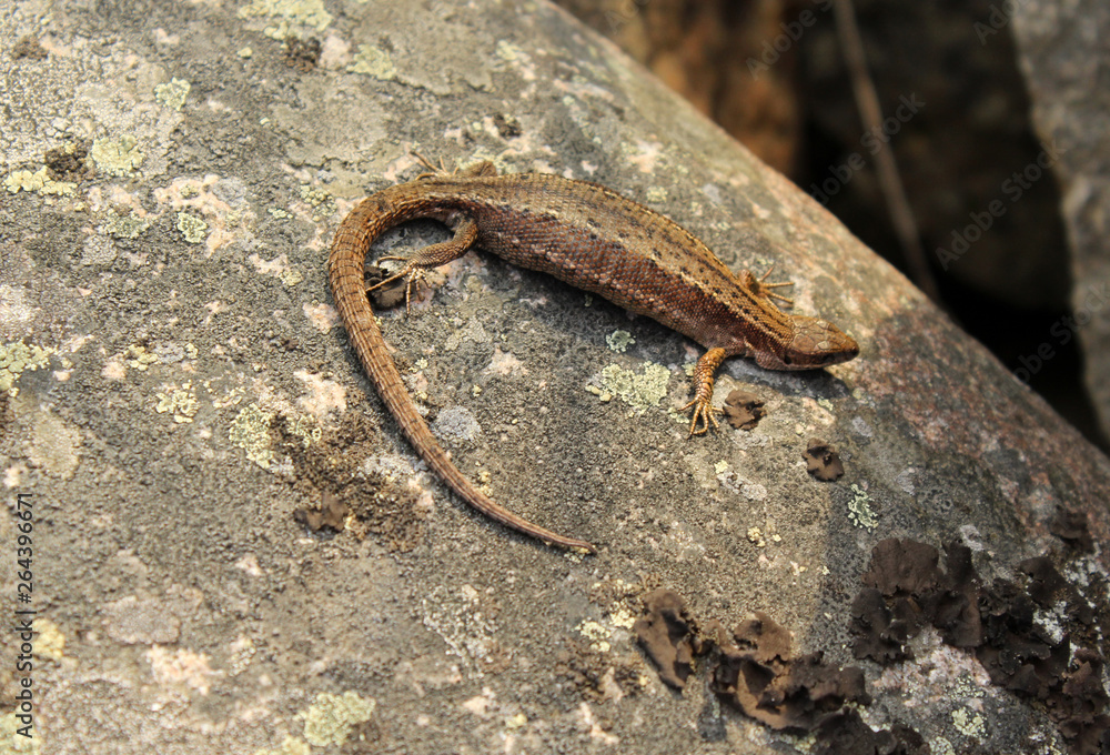lizard on a stone lizard on a stone