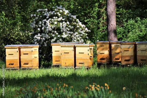 bees in beehive photo