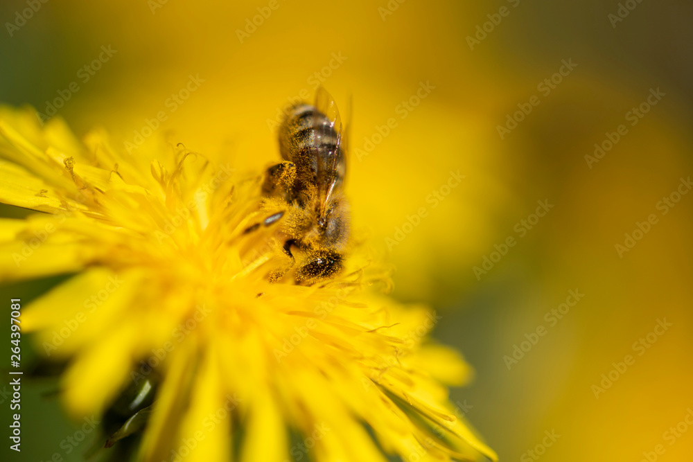 Honigbiene sammelt Necktar auf Blütenpflanze, behaftet mit Pollen und Blütenstaub Honigbiene sammelt Necktar auf Blütenpflanze, behaftet mit Pollen und Blütenstaub
