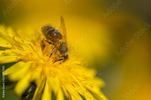 Honigbiene sammelt Necktar auf Blütenpflanze, behaftet mit Pollen und Blütenstaub