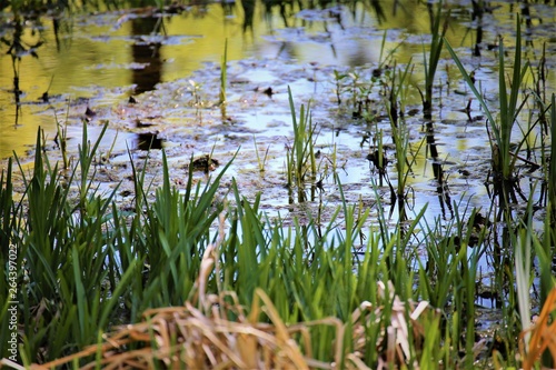 grass in pond