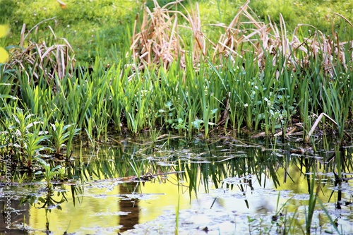 pond with plants