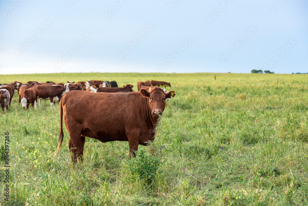 Cattle breeding in the Province of Buenos Aires, Argentina