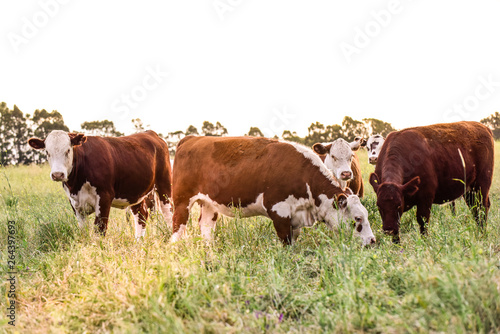 Cattle breeding in the Province of Buenos Aires  Argentina