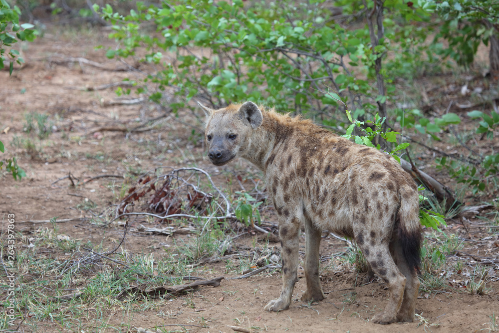 Tüpfelhyäne / Spotted hyaena / Crocuta crocuta Tüpfelhyäne / Spotted hyaena / Crocuta crocuta