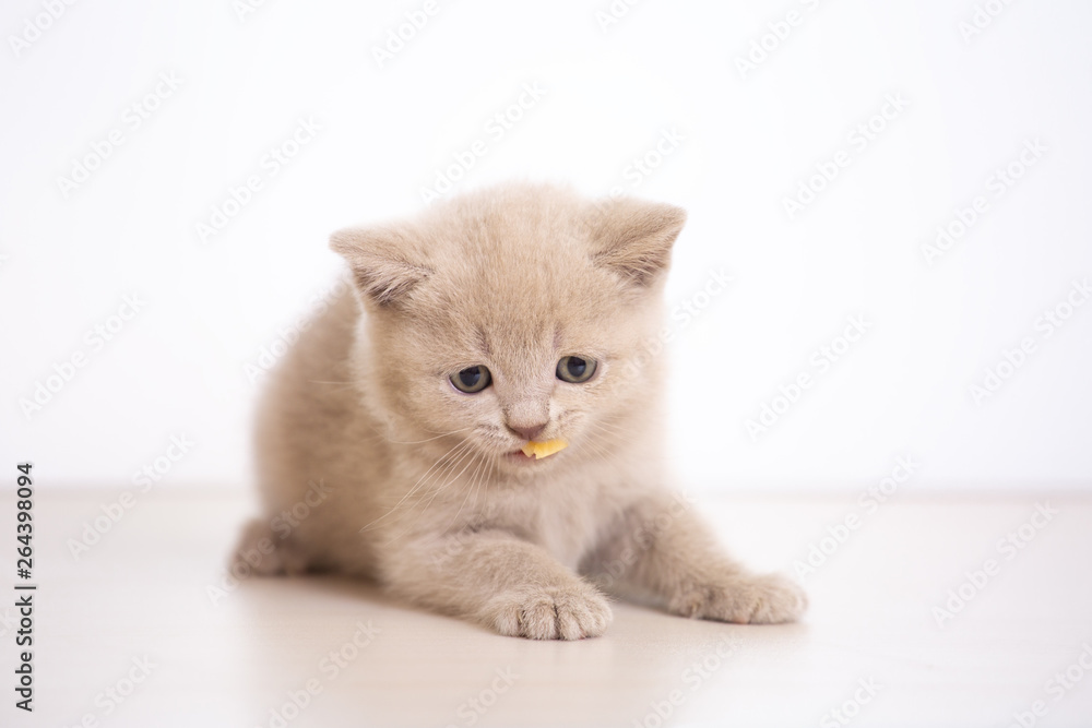little british kitten, cream color, on white background