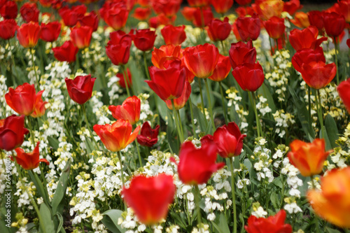 Tulips in Park 3