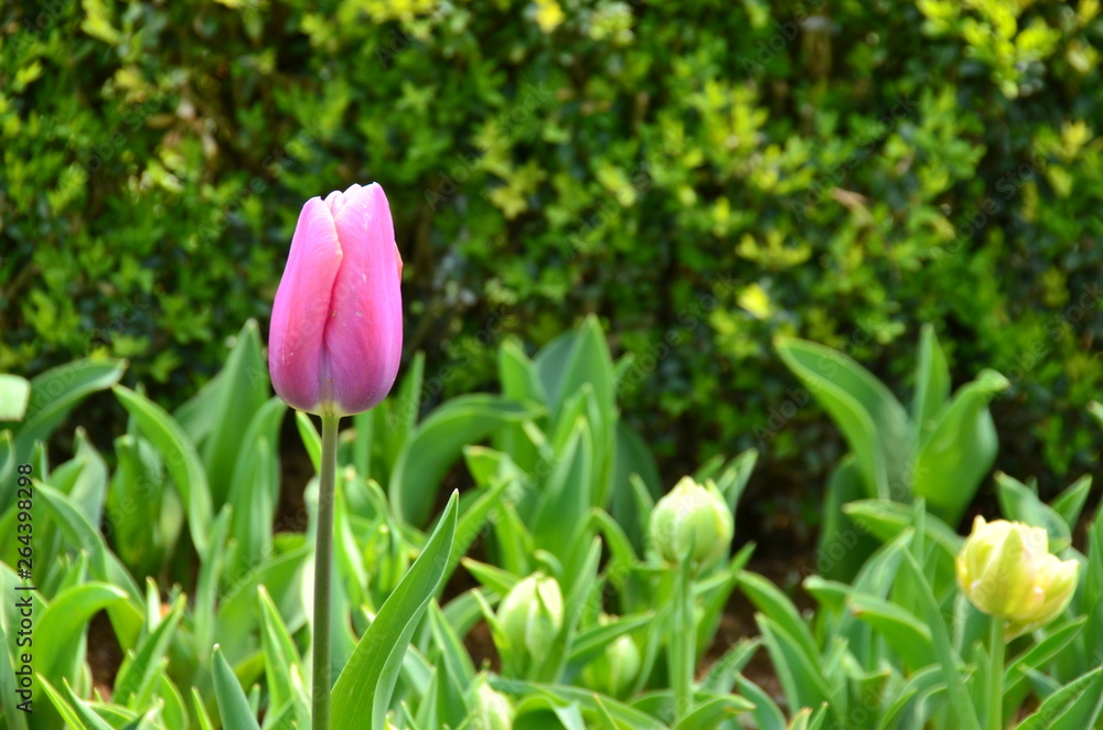 Fototapeta premium pink tulip in the garden