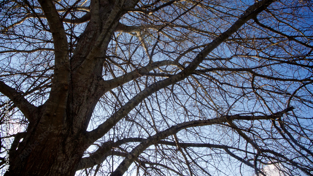 A tangle of leafless branches of a hibernating tree set against mostly deep blue sky with hint of white clouds in horizontal image format. A tangle of leafless branches of a hibernating tree set against mostly deep blue sky with hint of white clouds in horizontal image format.