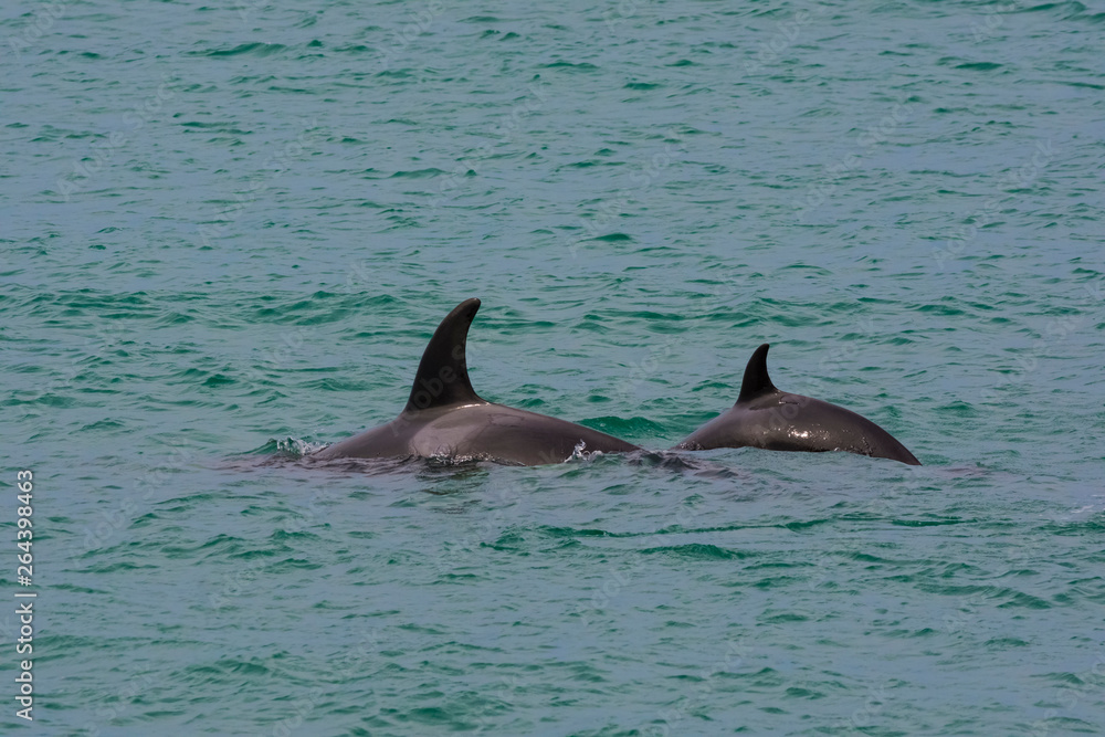 Fototapeta premium Orcas hunting sea lions, Patagonia , Argentina