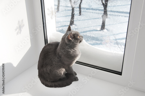 british cat looking in window