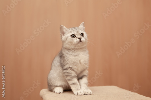 cute little white british kitten