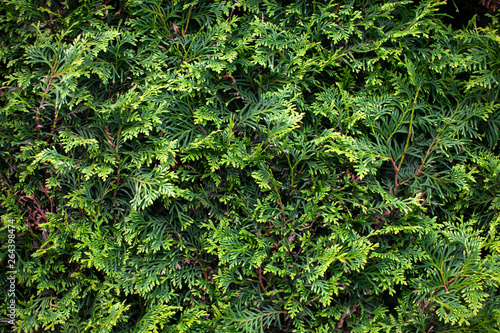 Green Leaf Background