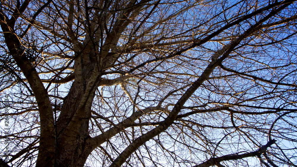 A tangle of leafless branches of a hibernating tree set against mostly deep blue sky with hint of white clouds in horizontal image format. A tangle of leafless branches of a hibernating tree set against mostly deep blue sky with hint of white clouds in horizontal image format.