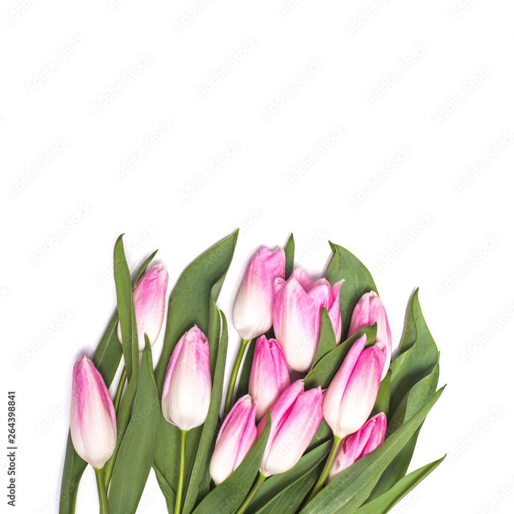 White background with pink tulip flowers White background with pink tulip flowers
