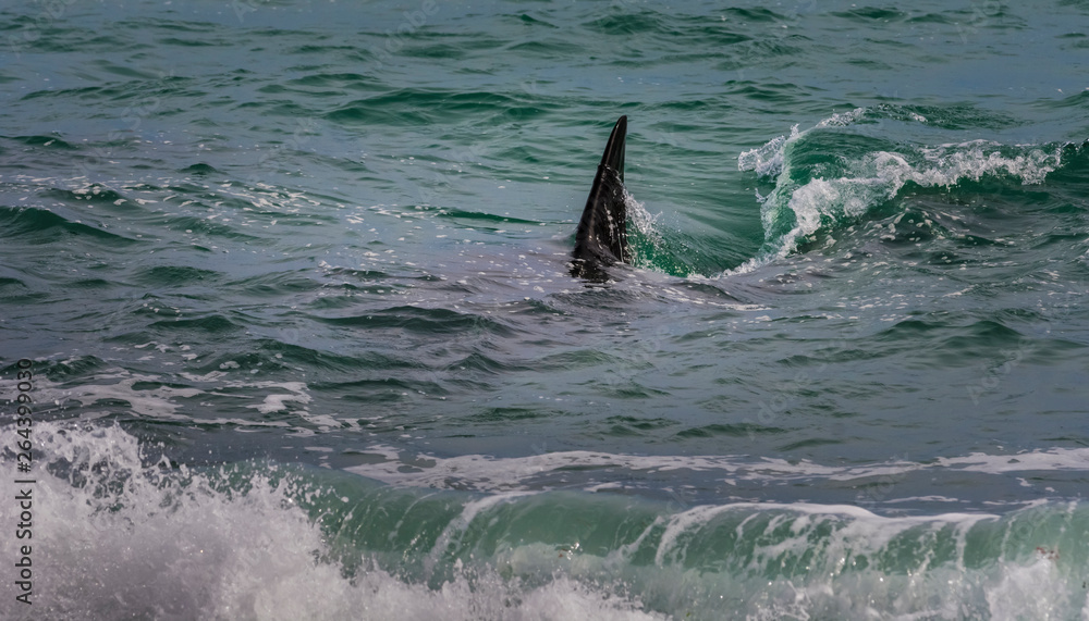 Fototapeta premium Orcas hunting sea lions, Patagonia , Argentina