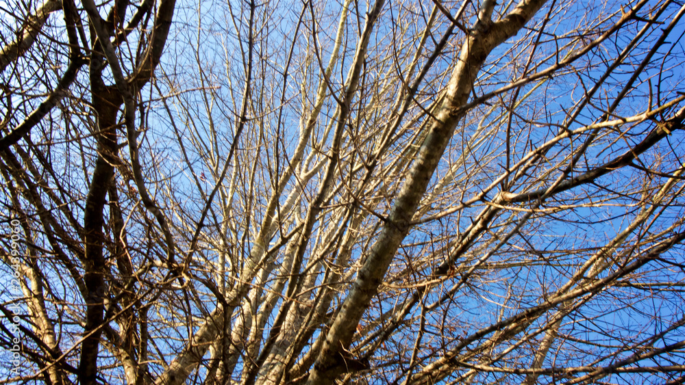A tangle of leafless branches of a hibernating tree set against mostly deep blue sky with hint of white clouds in horizontal image format.