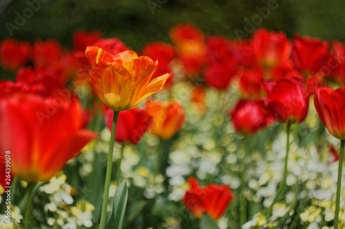 Tulips in Park 1