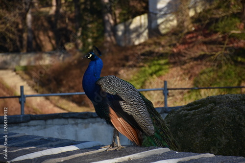 Pfau, Fasan, blau, blauer Pfau, Vogel, Ziervogel, Federn, Federkleid, Kopfschmuck, Schleppe, Federkrone, Balz, Schwanz, Schwanzschleppe, stolzieren photo