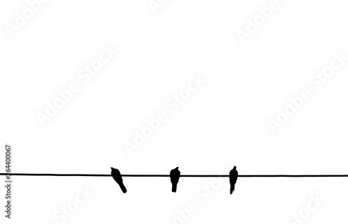 silhouette pigeon bird on the wire cable in white background © srckomkrit