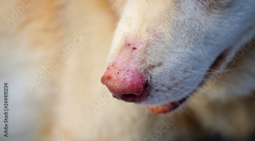 closeup nose of dog with lesion © srckomkrit