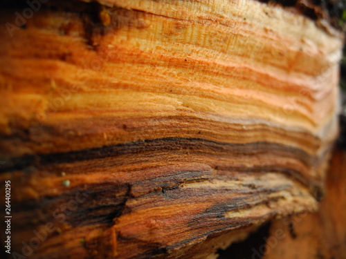 Fototapeta Naklejka Na Ścianę i Meble -  Wood texture photo