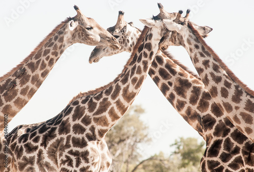 Photography four giraffes necking