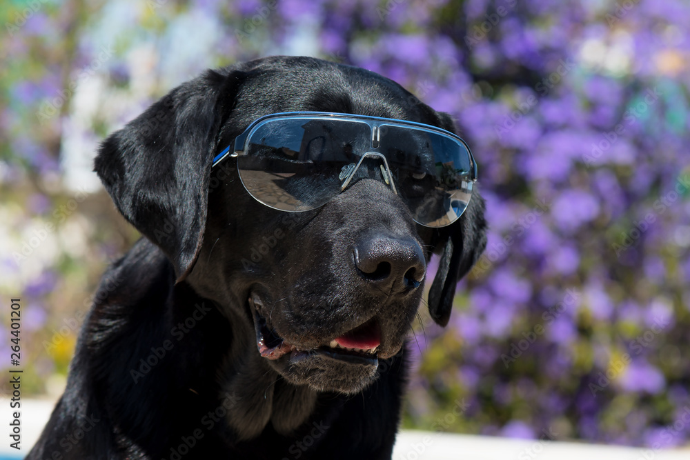 Dog labrador with sunglasses, funny dog. Stock Photo | Adobe Stock