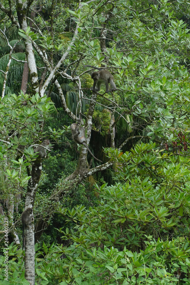 Fototapeta premium Makakenfamilie im Bako Nationalpark, Borneo